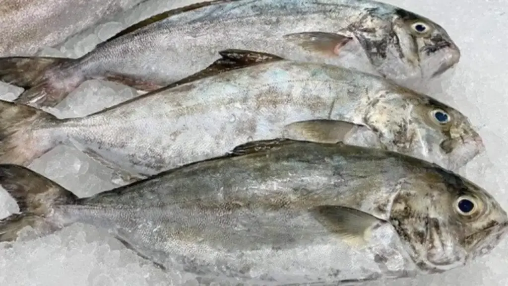 Loài cá nghe tên "ngượng đỏ mặt" - Đặc sản độc đáo bổ dưỡng với giá đắt đỏ vẫn được "săn lùng"
