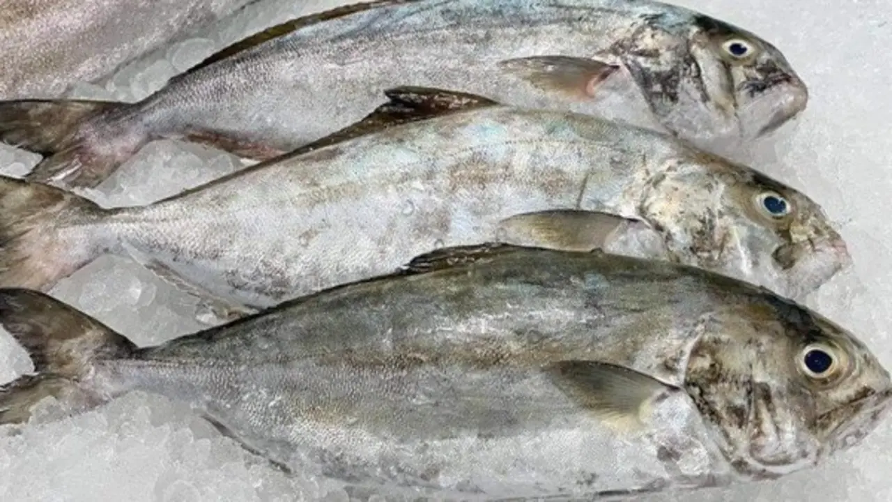 Loài cá nghe tên "ngượng đỏ mặt" - Đặc sản độc đáo bổ dưỡng với giá đắt đỏ vẫn được "săn lùng"