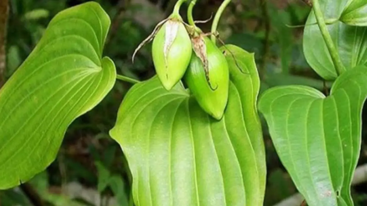 Loại cây mọc dại được ví quý "như sâm người nghèo", giúp bổ phổi, giảm ho nhưng ít người biết đến