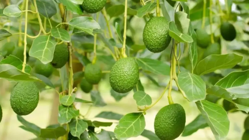 Loại quả được đánh giá "tốt nhất thế giới", ở Việt Nam hễ ra chợ là thấy