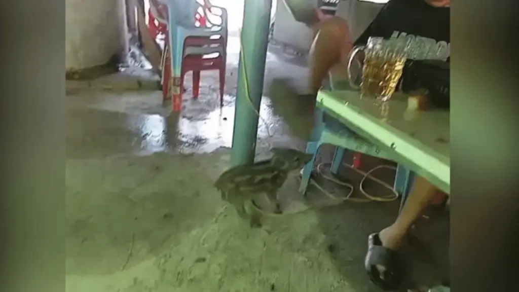 Lợn rừng con tấn công thanh niên vì dám 'bom hàng'