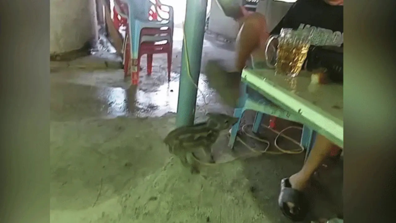 Lợn rừng con tấn công thanh niên vì dám 'bom hàng'