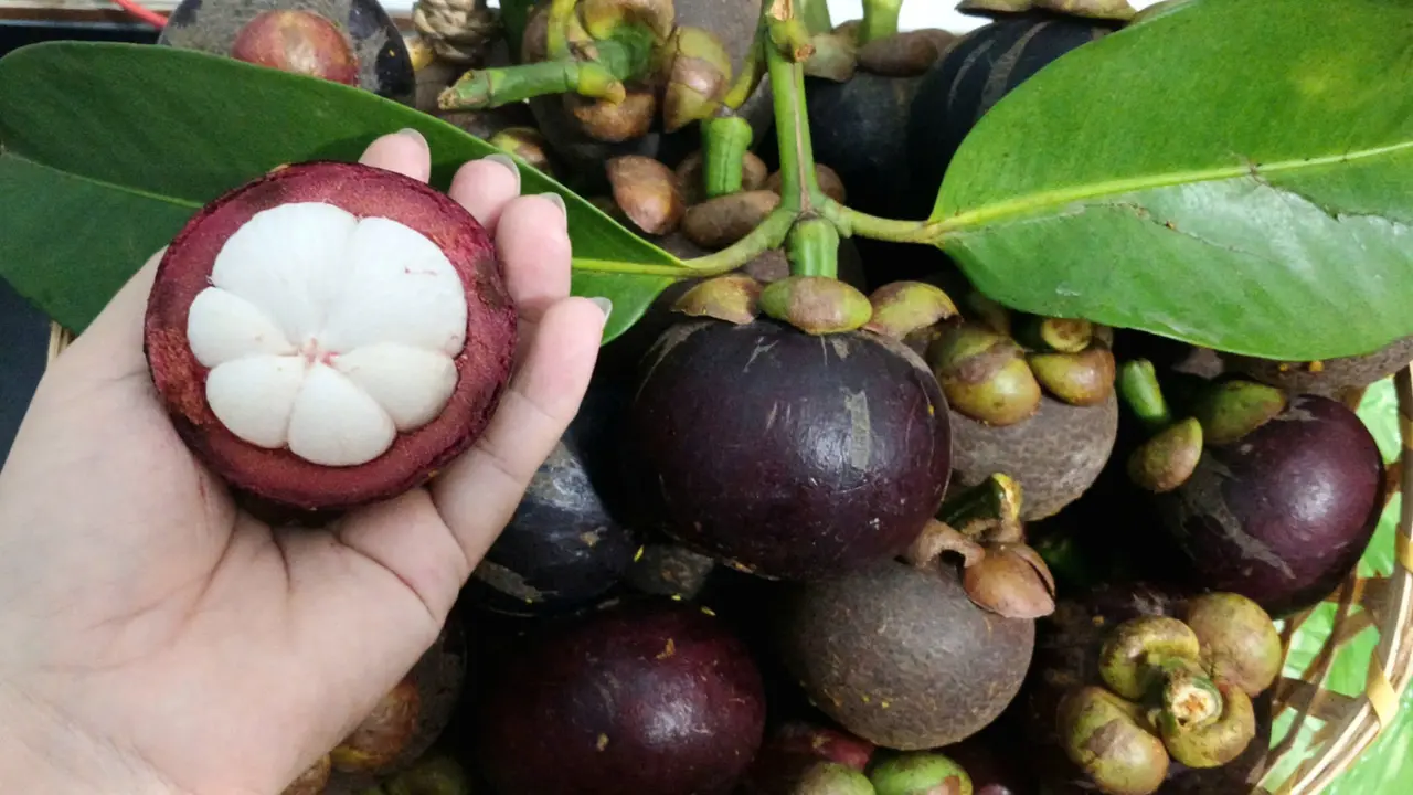 Măng cụt được mùa, giá xuống đáy
