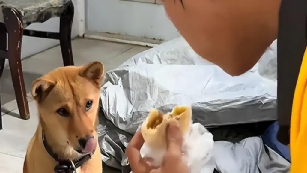 Mang theo chú chó nhỏ, nam sinh nghèo ngày làm 10 tiếng, đêm ngủ gầm cầu để tích góp tiền nhập học