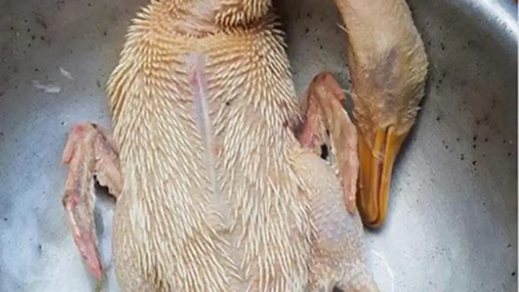Mẹo nhà bếp cực đỉnh: Thịt vịt hết mùi hôi chỉ sau vài bước, ai ăn cũng khen ngon