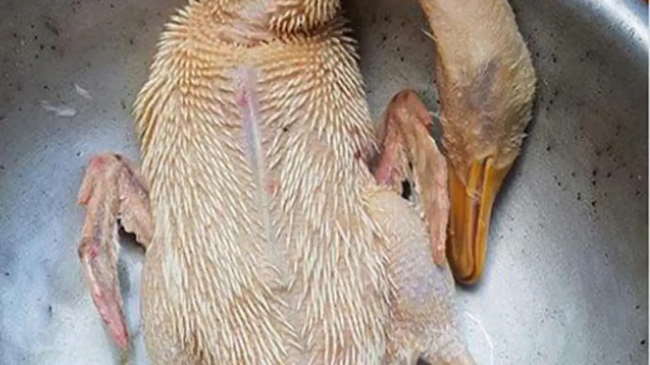 Mẹo nhà bếp cực đỉnh: Thịt vịt hết mùi hôi chỉ sau vài bước, ai ăn cũng khen ngon