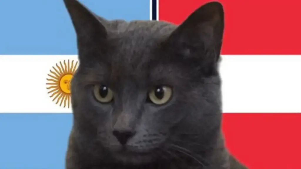 Mèo "tiên tri" dự đoán thế nào về trận Argentina vs Áo?