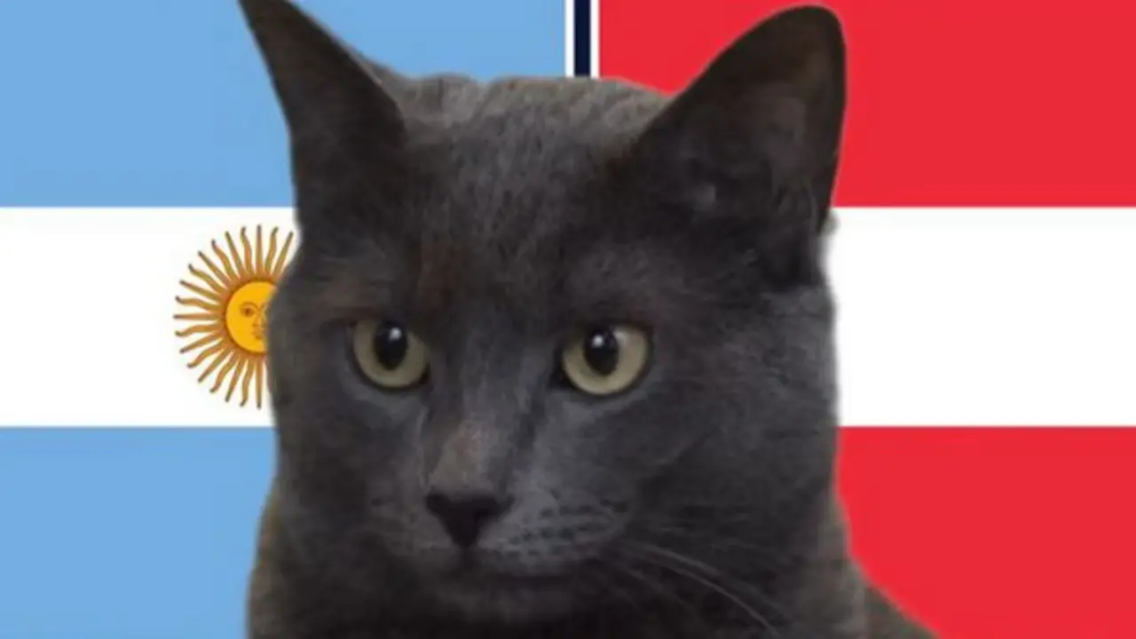 Mèo "tiên tri" dự đoán thế nào về trận Argentina vs Áo?
