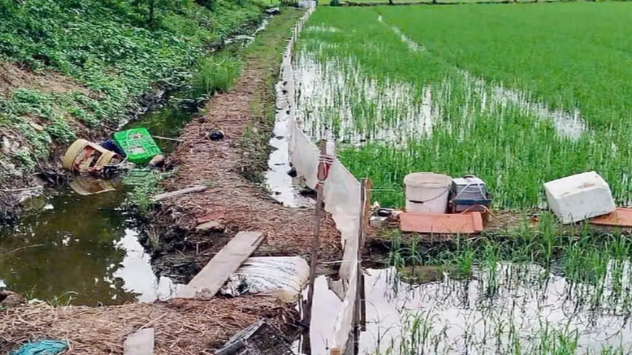 Một tháng hai người tử vong vì dính bẫy chuột bằng điện