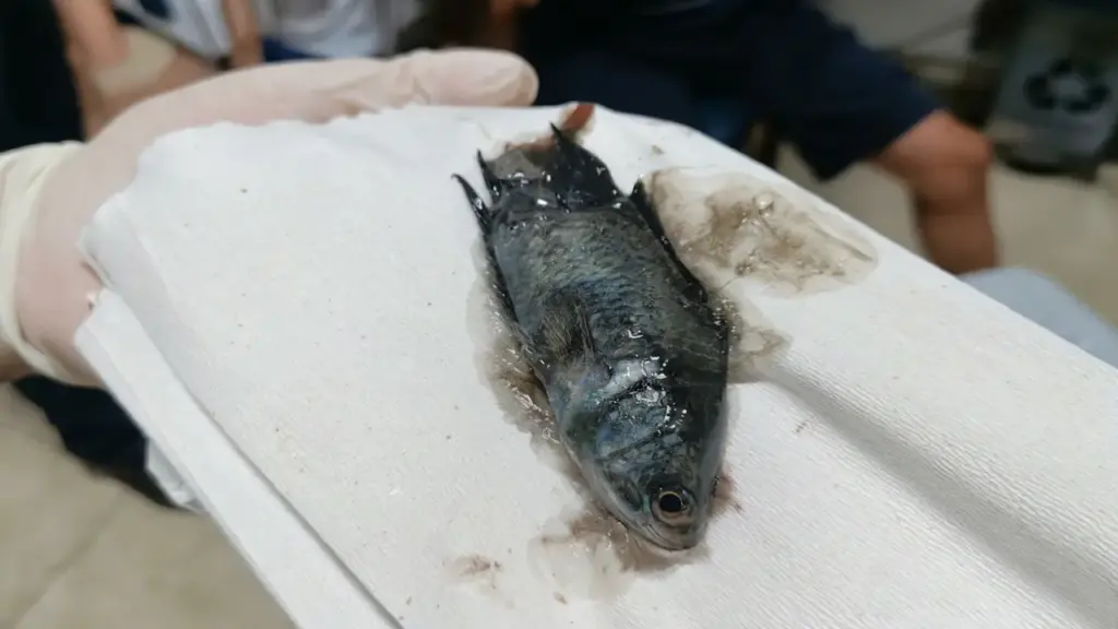 Ngậm cá rô khi kéo lưới, người đàn ông suýt mất mạng vì cá chui vào thực quản