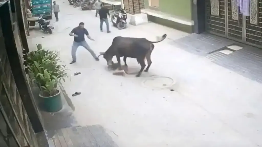 Người đàn ông Ấn Độ lấy thân che chắn, cứu bé trai bị bò húc giữa đường