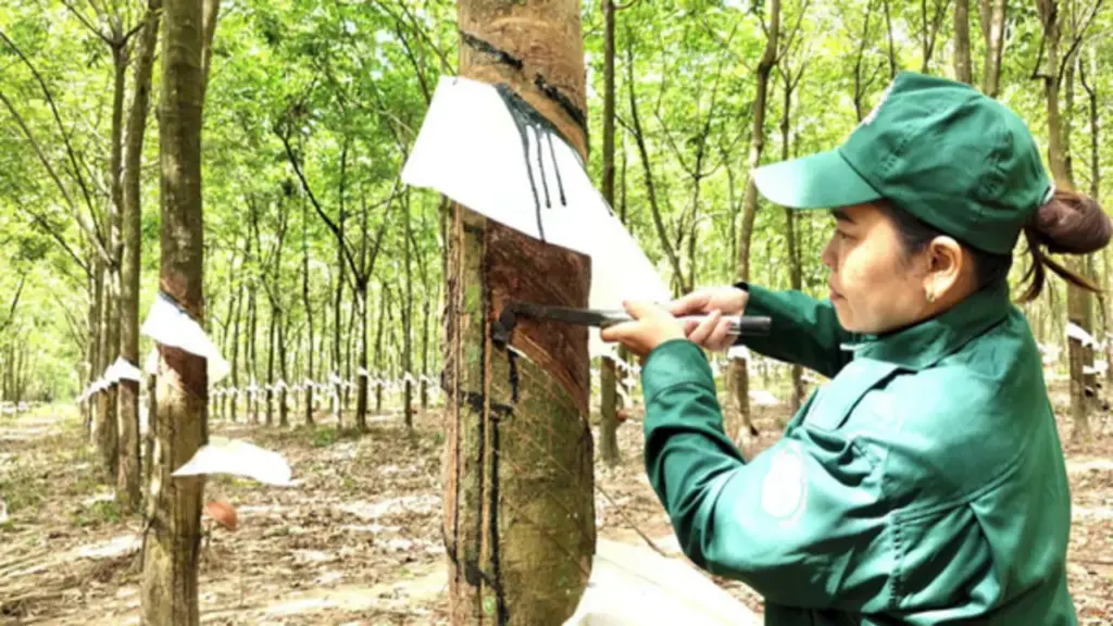 Người nữ công nhân biến trăn trở nơi lô cao su thành sáng kiến kỹ thuật