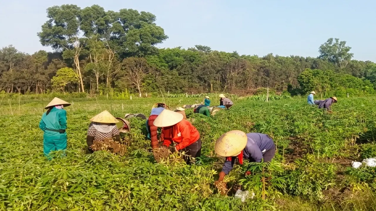 Những 'mùa vàng' ở xã ven biển Vĩnh Hoàng