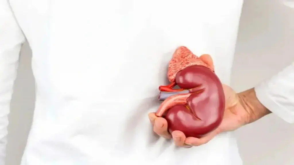 Những tín hiệu hàng ngày cho thấy chức năng thận ổn định