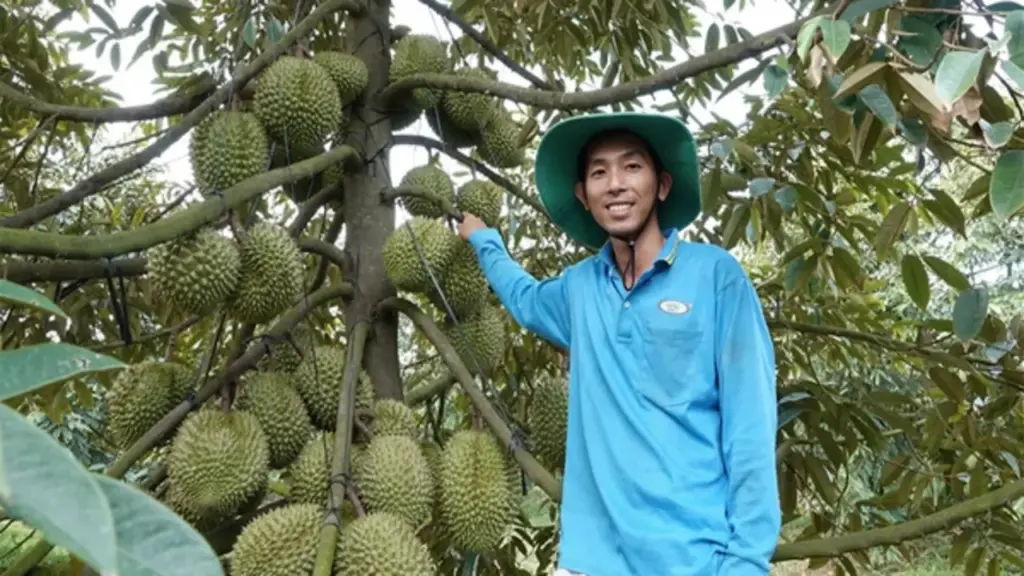 Sầu riêng Việt mở thêm những cánh cửa mới