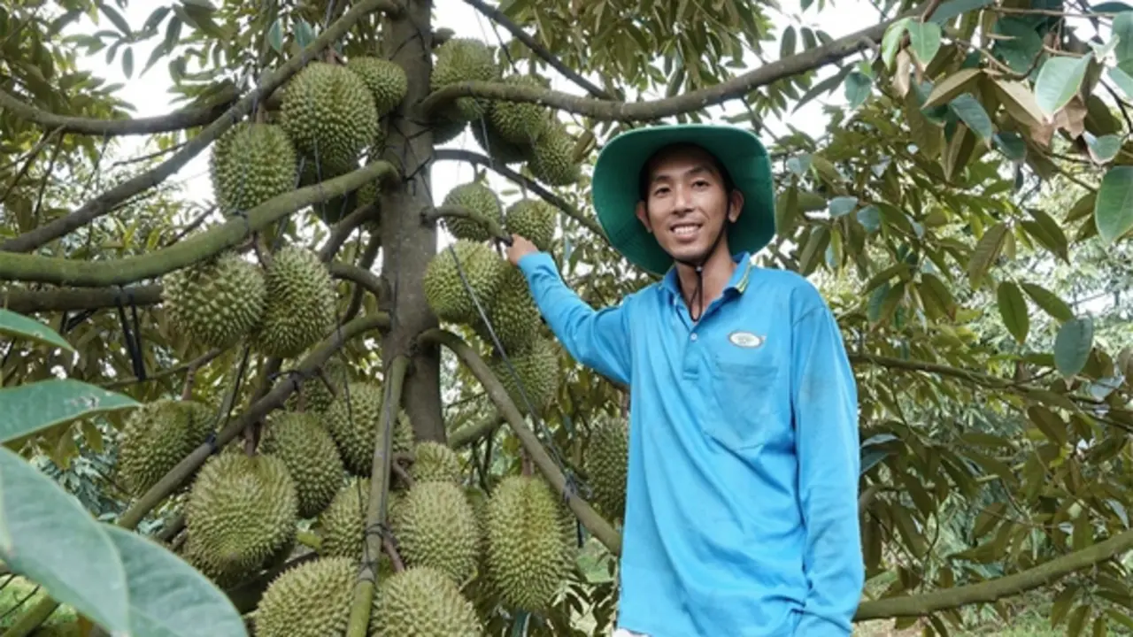 Sầu riêng Việt mở thêm những cánh cửa mới