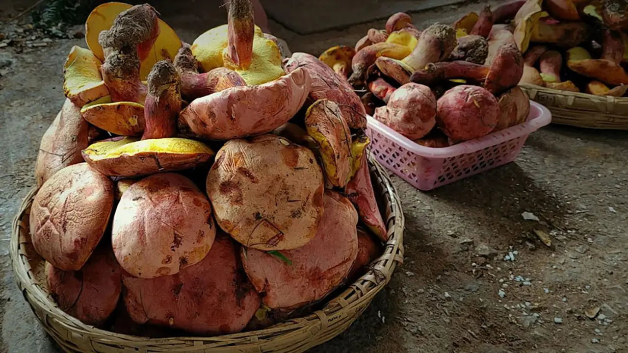Suýt mất mạng vì ảo giác sau khi ăn nấm 'kiến thủ thanh'