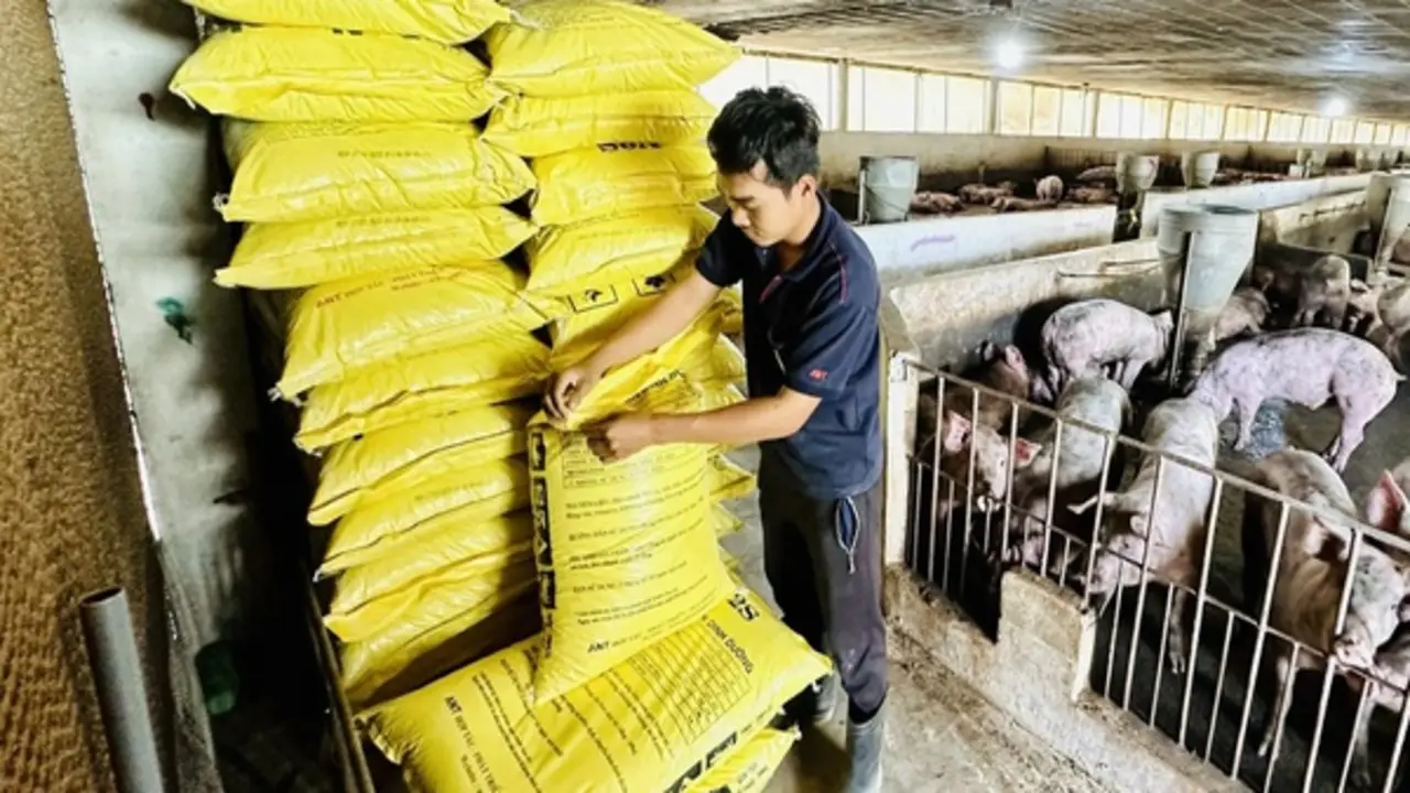 Thịt nhập khẩu tăng vọt, giá heo hơi giảm sâu