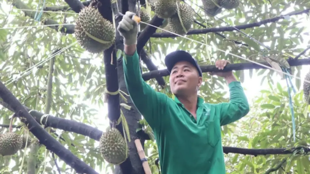 Thợ 'gõ' sầu riêng