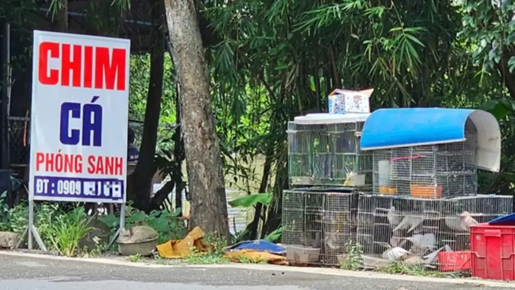 TP.HCM dẹp nạn mua bán chim, cá phóng sinh trái phép: Chợ vùng ven vẫn tấp nập