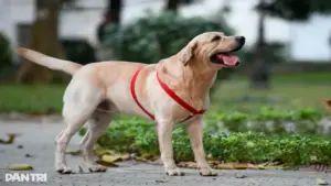 Từ 1/8, không đeo rọ mõm cho chó ở nơi công cộng sẽ bị phạt nặng