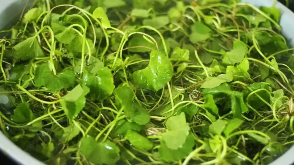 Uống 2 lít nước rau má mỗi ngày thay nước lọc?