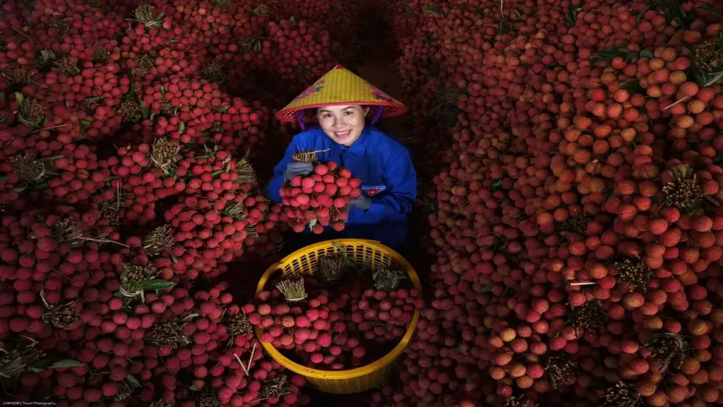 Vải thiều Bắc Ninh đắt hàng, giá có lúc lên 90.000 đồng/kg