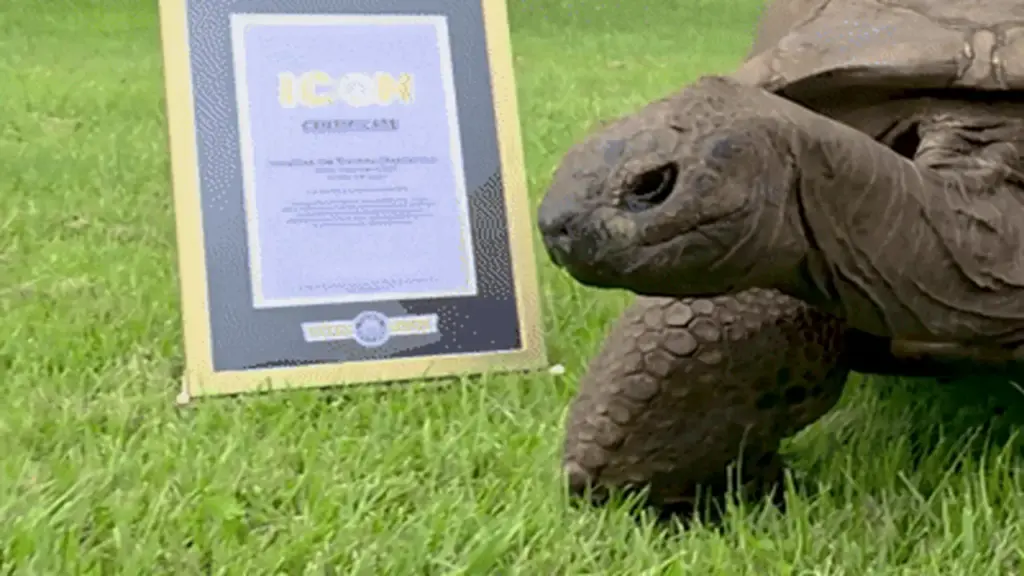 Video chân dung 'cụ rùa' già nhất thế giới được Guinness vinh danh