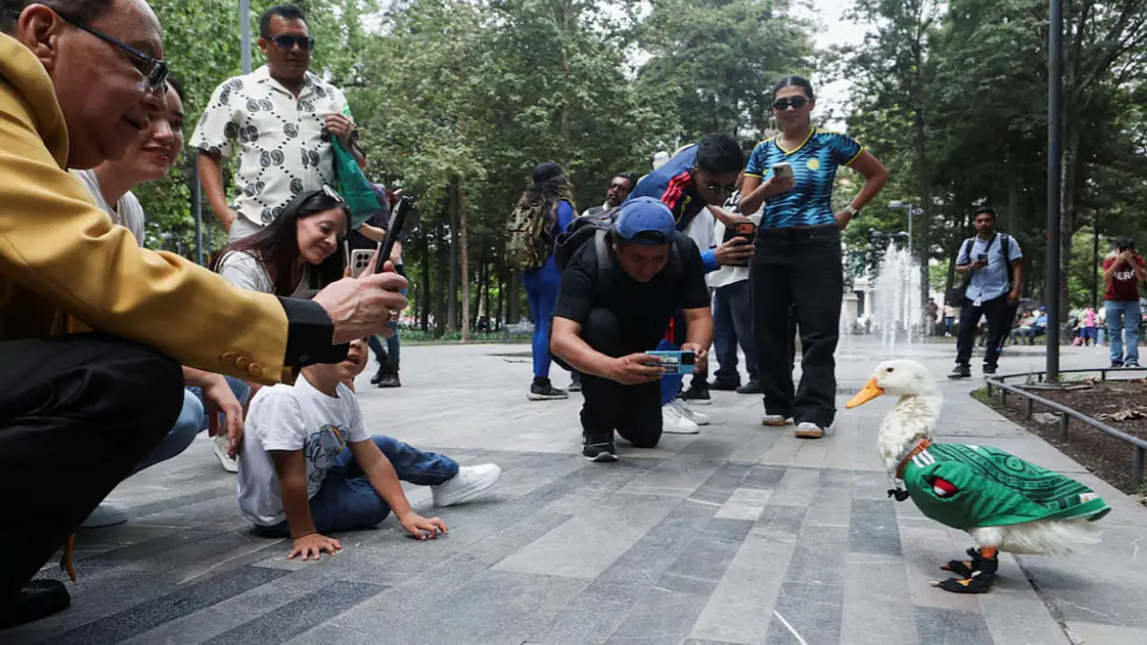 'Vịt tiên tri' ở thủ đô Mexico City dự đoán chủ nhà thắng Hàn Quốc