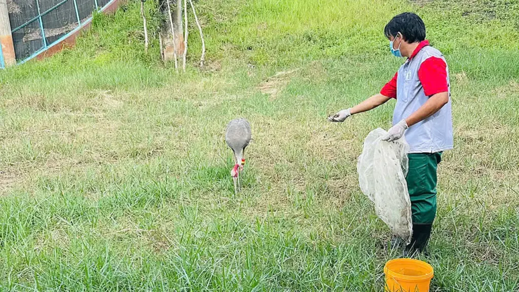 Vườn quốc gia Tràm Chim sắp đón thêm 6 sếu đầu đỏ từ Thái Lan