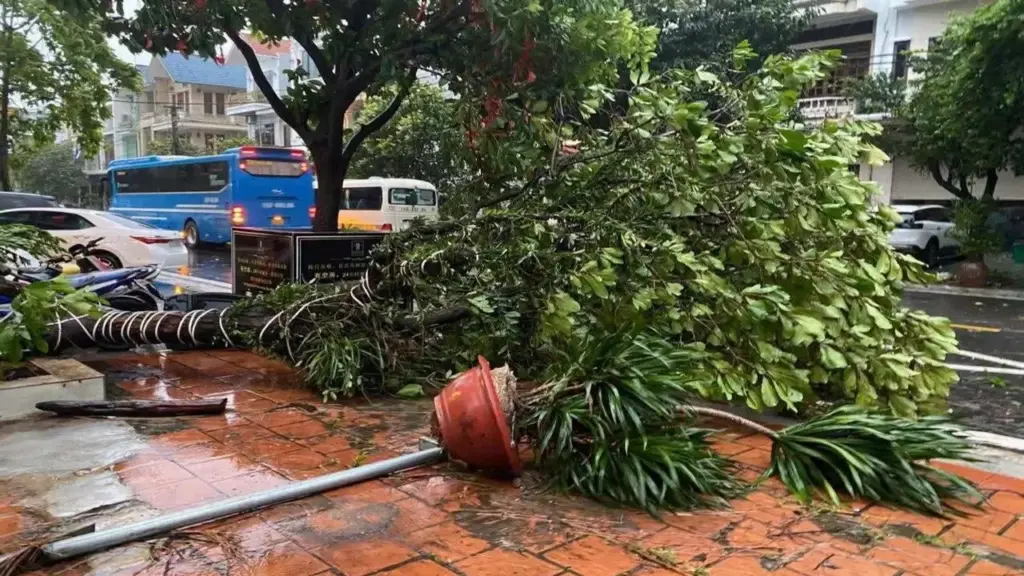 Bão Maysak gây mưa ngập nhiều tuyến phố, cây đổ ở Quảng Ninh trong đêm