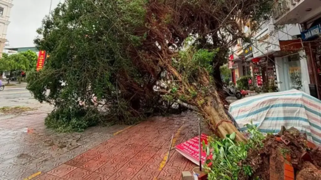 Bão số 1 (Maysak) quật ngã nhiều cây ở Móng Cái
