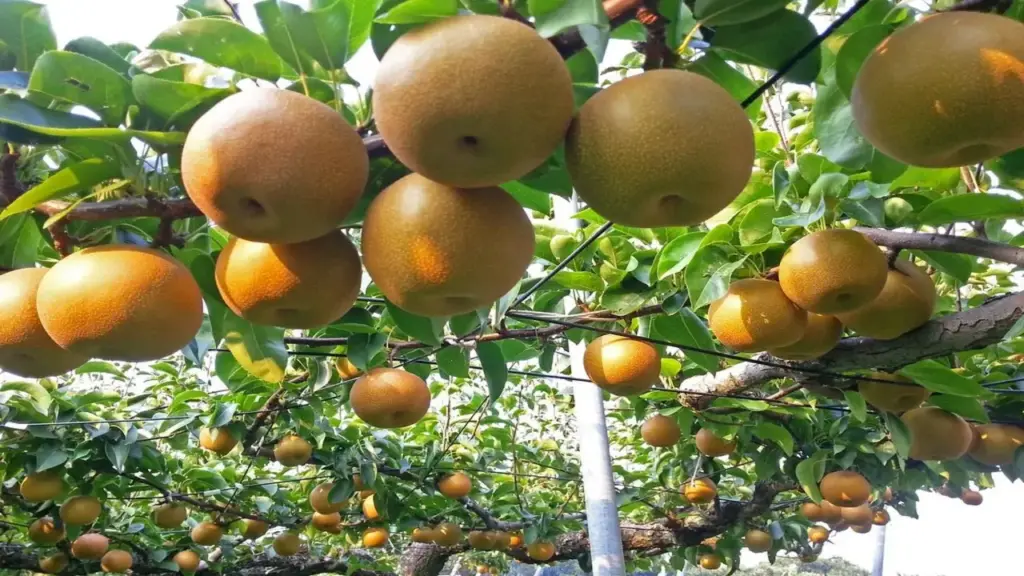 Bị cắt trộm 5.000 quả lê trị giá 350 triệu đồng, chủ vườn ở Nhật bỏ nghề