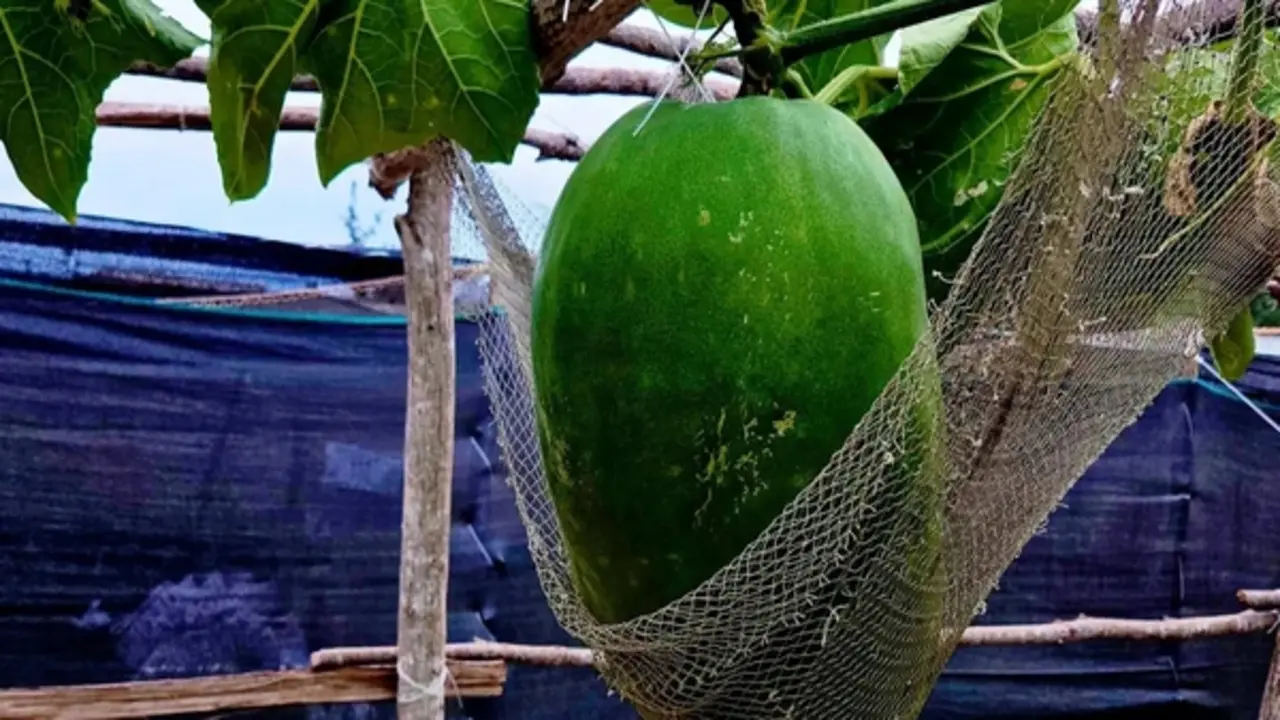 Bí đao khổng lồ 'nằm võng' giữa đảo Cù Lao Xanh