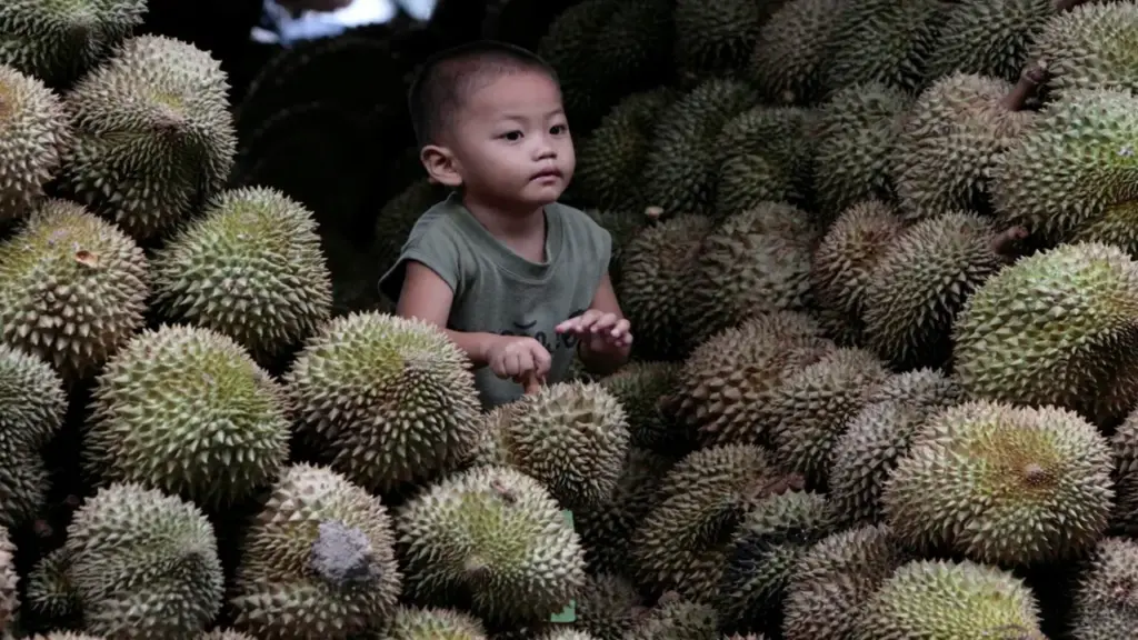 Bùng nổ 'tiệc sầu riêng' ở Malaysia vì được mùa nhưng mất giá