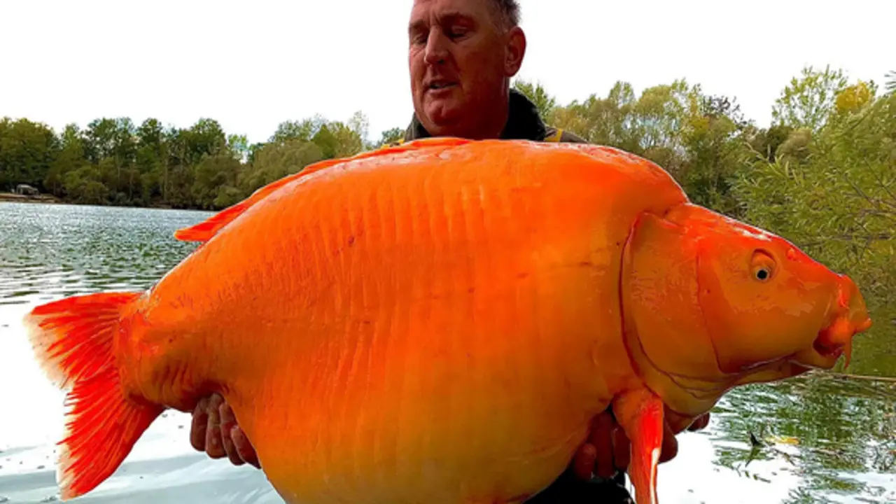 Cần thủ câu được con cá vàng "khổng lồ" 31kg