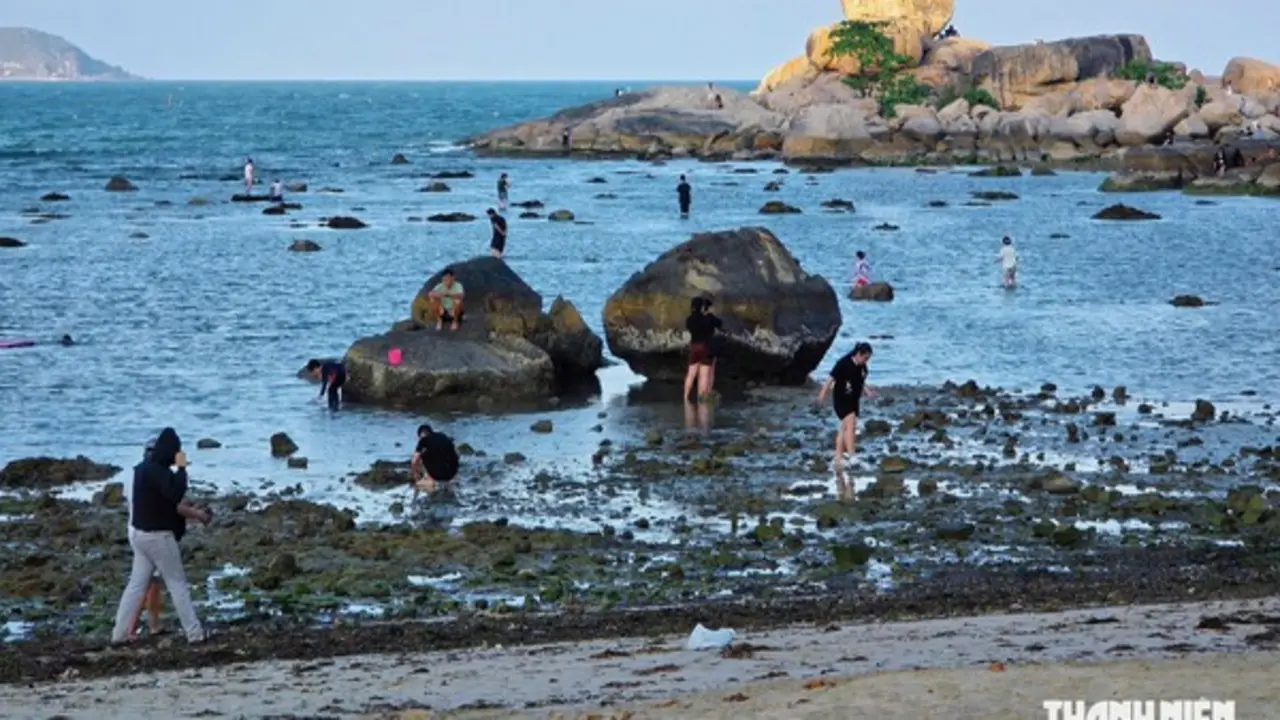 Cảnh báo nguy cơ tẩy trắng san hô ở vịnh Nha Trang