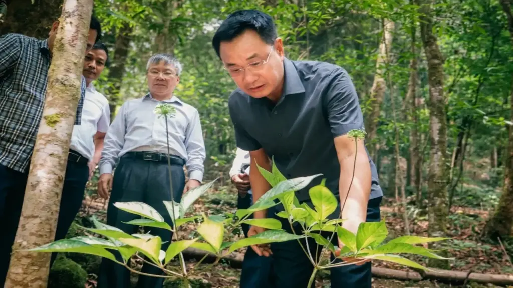 Chợ sâm Ngọc Linh bán hằng tháng ở chợ đêm gần cầu Rồng