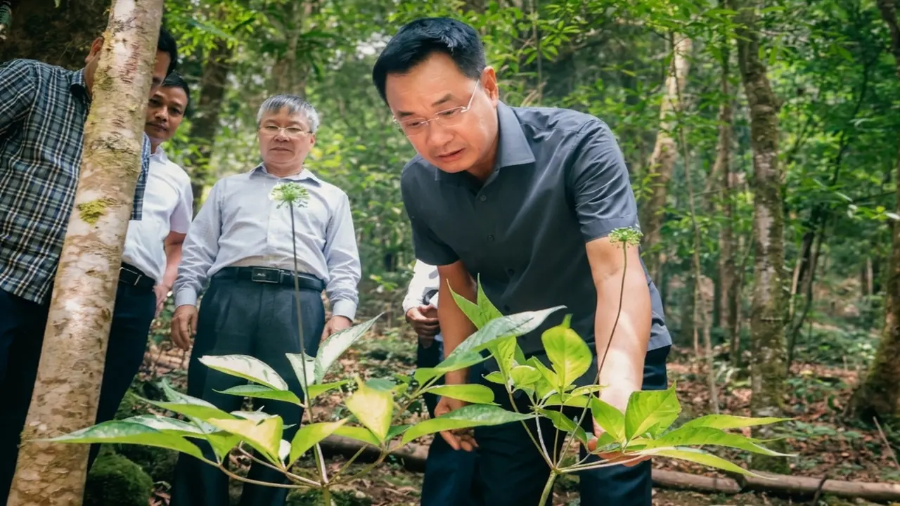 Chợ sâm Ngọc Linh bán hằng tháng ở chợ đêm gần cầu Rồng