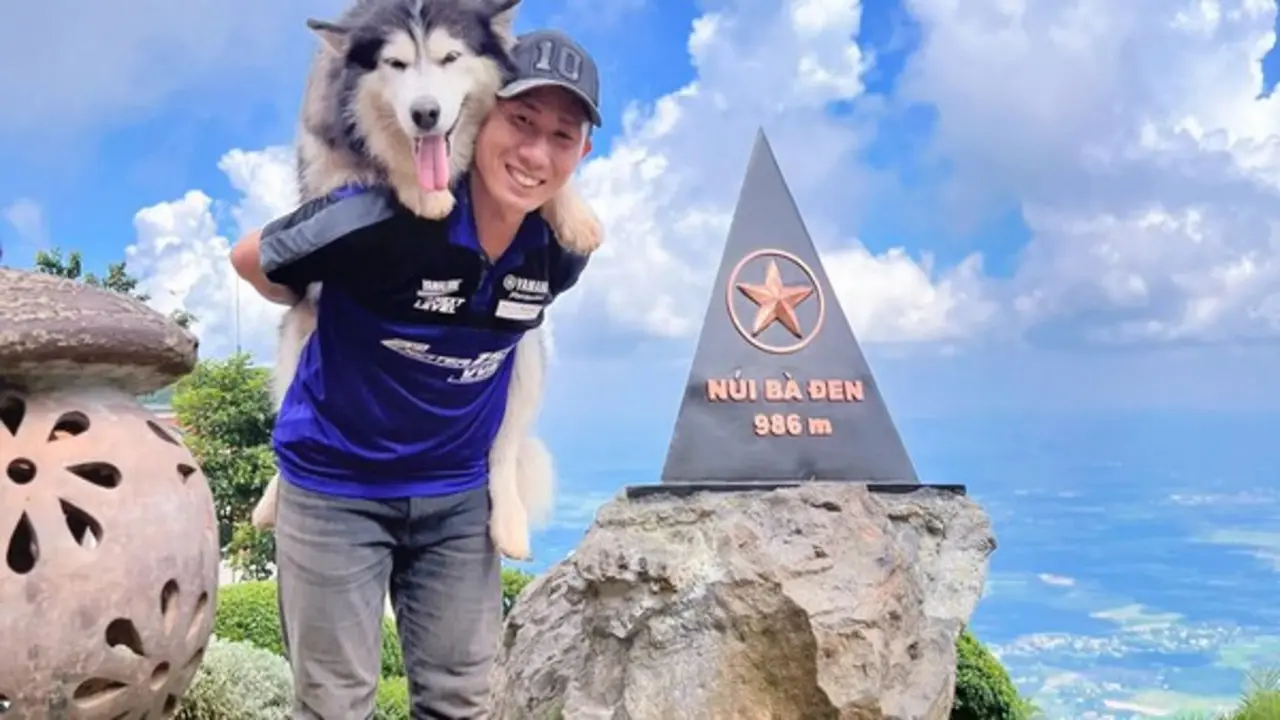 Chú chó Alaska 11 tuổi thích leo núi: 4 lần chinh phục đỉnh Bà Đen