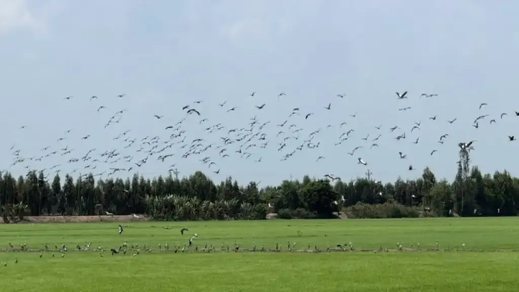 Cò ốc có tên trong Sách đỏ xuất hiện dày đặc trên đồng lúa Đồng Tháp