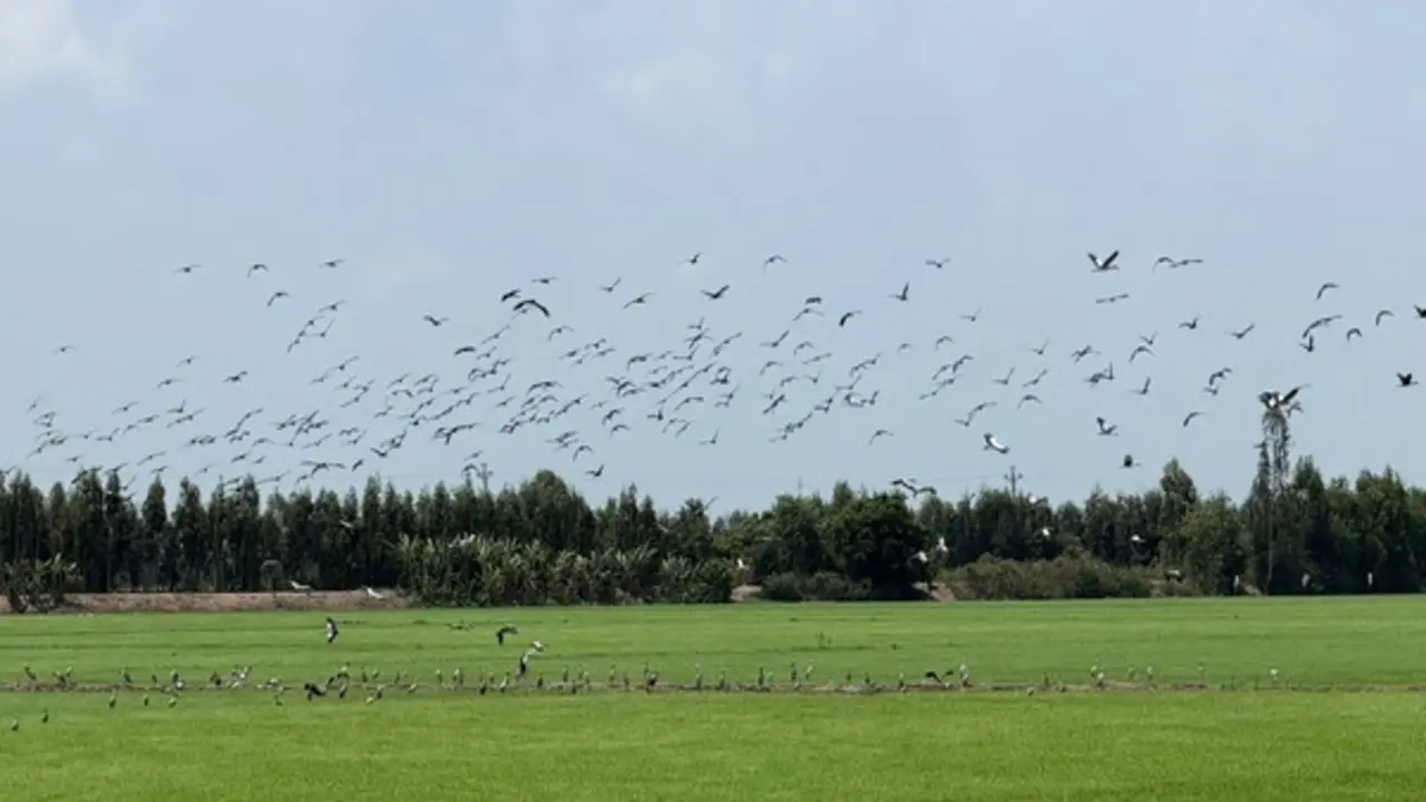 Cò ốc có tên trong Sách đỏ xuất hiện dày đặc trên đồng lúa Đồng Tháp