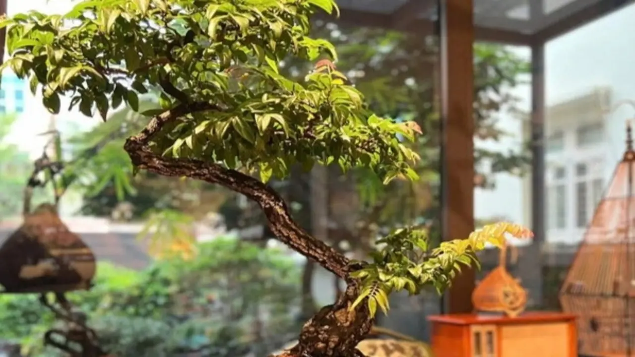 Công an Hưng Yên tìm bị hại vụ lừa bán cây muội hồng trên mạng