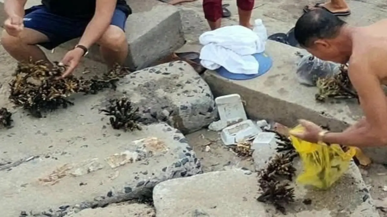 Công an làm việc với nhóm người bẻ, nhặt san hô ở Nha Trang