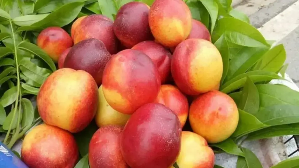 "Cực phẩm" mùa hè từ những loại trái cây vừa ngon vừa bổ