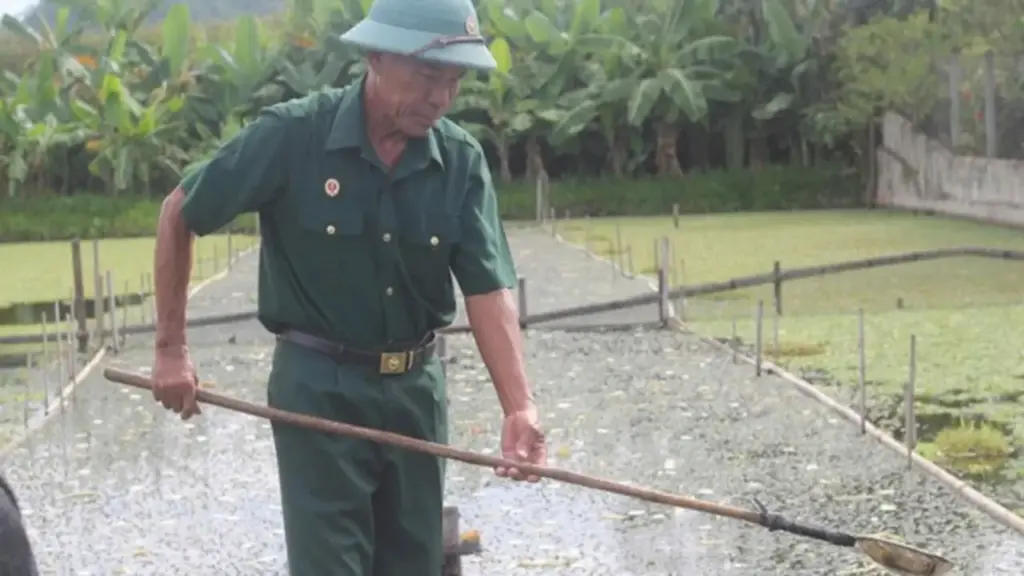 Cựu chiến binh quê Bác làm kinh tế thành công từ mô hình nuôi ốc bươu đen