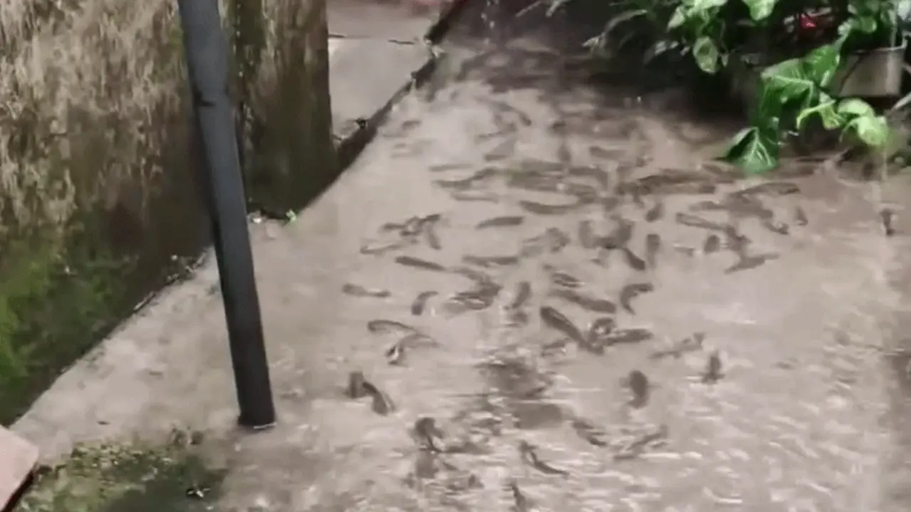 Đàn cá rô đồng rủ nhau lên bờ 'họp mặt'