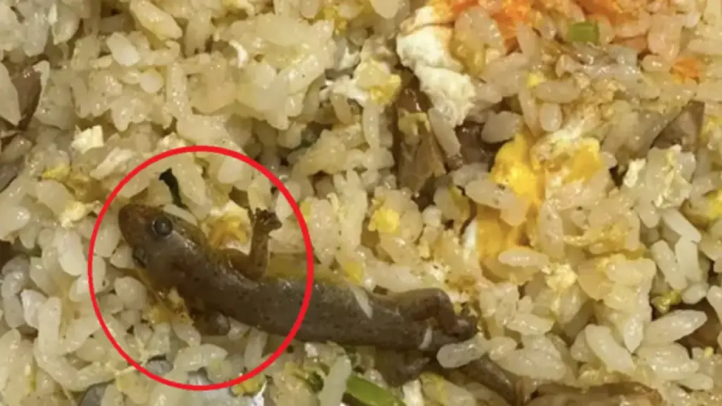 Đang ăn cơm rang, cô gái sốc khi thấy thứ "đáng sợ" trong đĩa