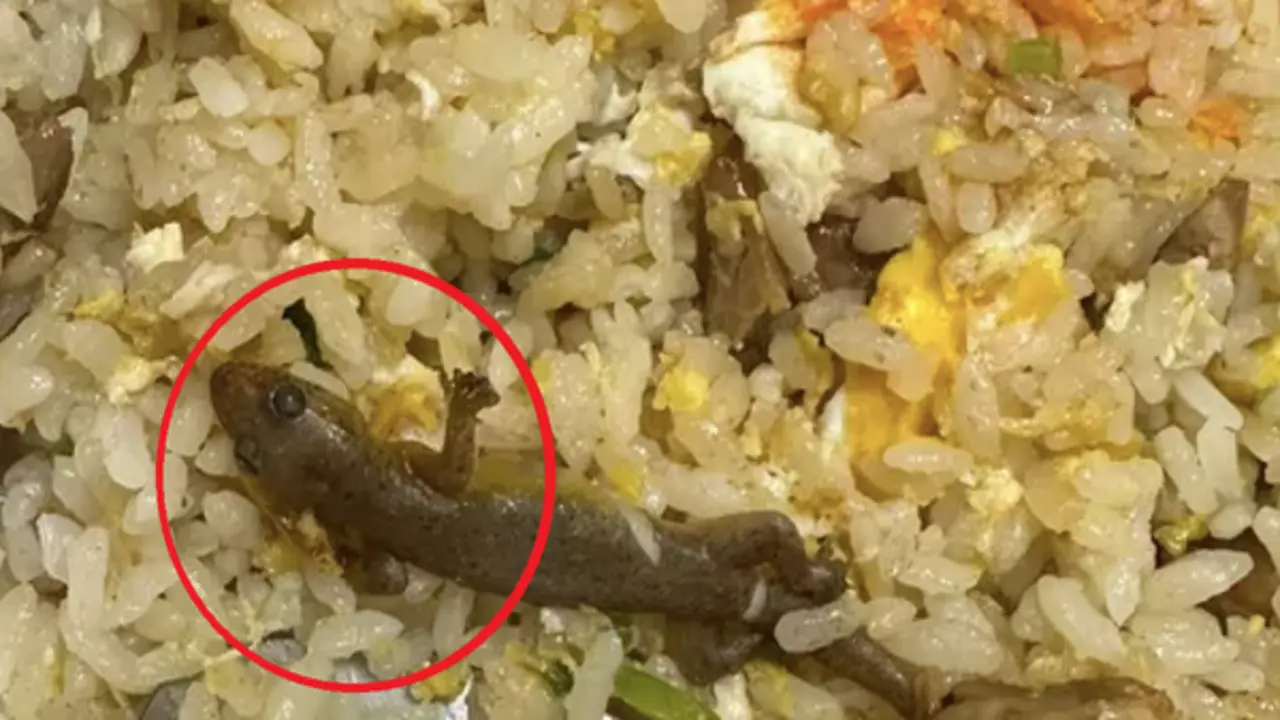 Đang ăn cơm rang, cô gái sốc khi thấy thứ "đáng sợ" trong đĩa