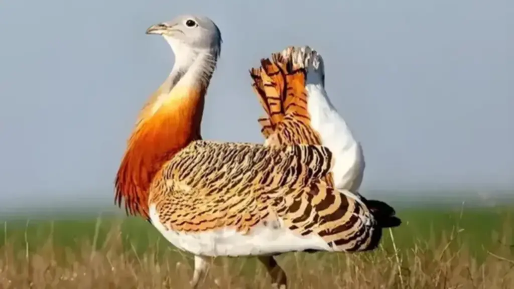 Đang làm đồng, người dân bất ngờ phát hiện chim "khổng lồ" cao gần 1m